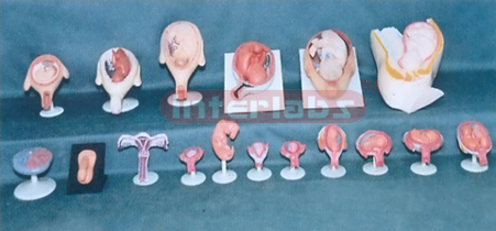 HUMAN PREGNANCY SERIES MODEL ( 17 PCS / SET)